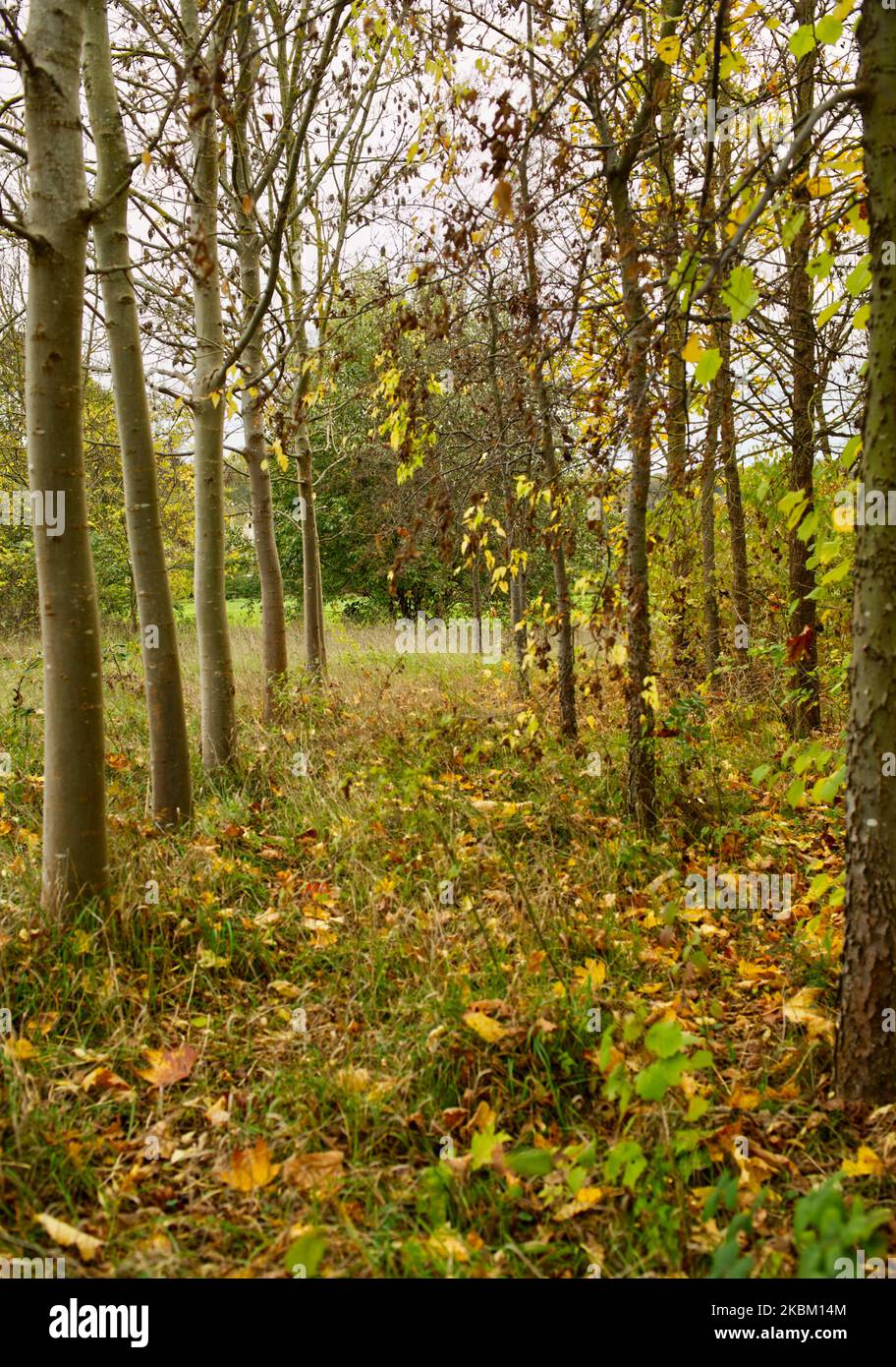 Blick durch zwei Reihen kleiner Bäume mit herbstlichem Laub Stockfoto