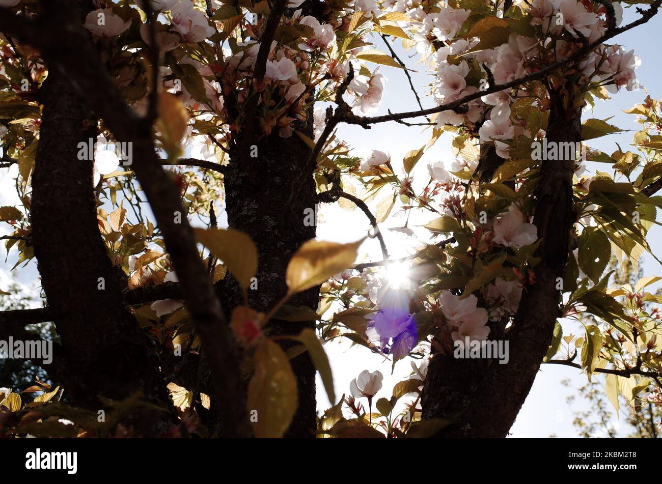 Am 6. April 2020 blüht auf der Chester Road im Regent's Park in London, England, ein Baum. Ein warmes und sonniges Wochenende gab heute Platz für kühlere und weitgehend bewölktere Bedingungen, obwohl die Temperaturen bis zur Wochenmitte voraussichtlich auf 22C steigen werden. Großbritannien begann heute unterdessen mit der dritten Woche der Covid-19-Coronavirus-Sperre, wobei die Maßnahmen voraussichtlich verlängert werden, sobald die anfängliche dreiwöchige Sperrfrist erreicht ist. (Foto von David Cliff/NurPhoto) Stockfoto