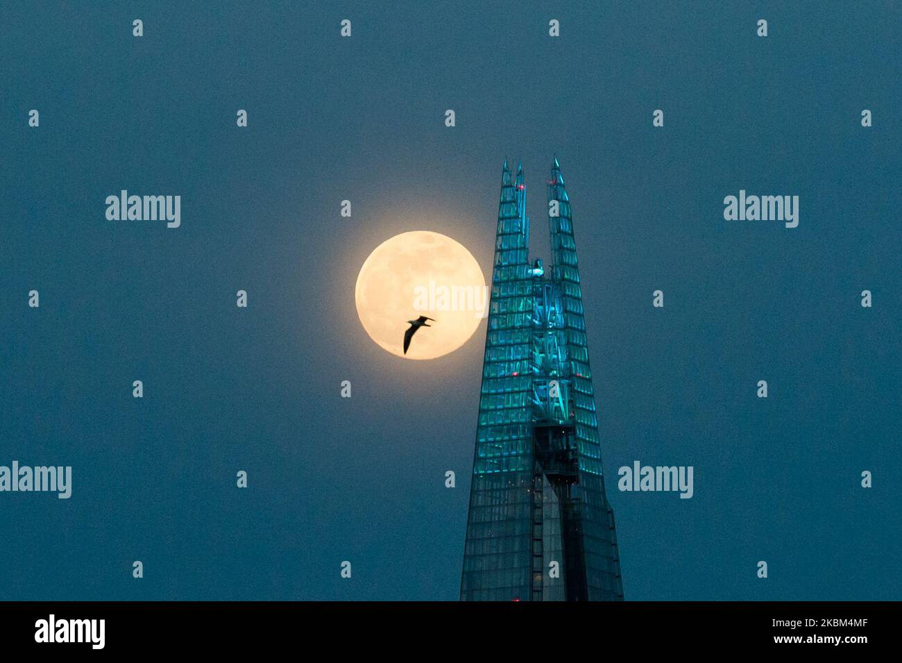 Am 07. April 2020 erhebt sich in London, England, ein Supermond, der auch als vollrosa Mond bezeichnet wird, über dem Zentrum Londons. Der April-Supermond ist der größte und hellste im Jahr 2020, da seine Umlaufbahn mit etwa 357.042 km in der nächsten Entfernung von der Erde liegt. (Foto: Wiktor Szymanowicz/NurPhoto) Stockfoto