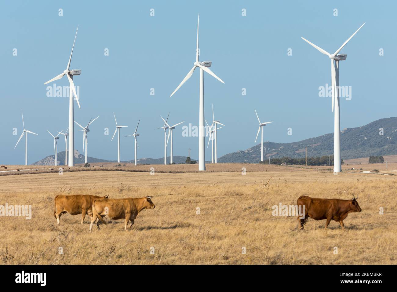 Viehwanderungen zwischen den Hunderten von Windmühlen des Parque Eolico Aviadores in der Nähe von Tahivilla, Andalusien, Spanien. Stockfoto