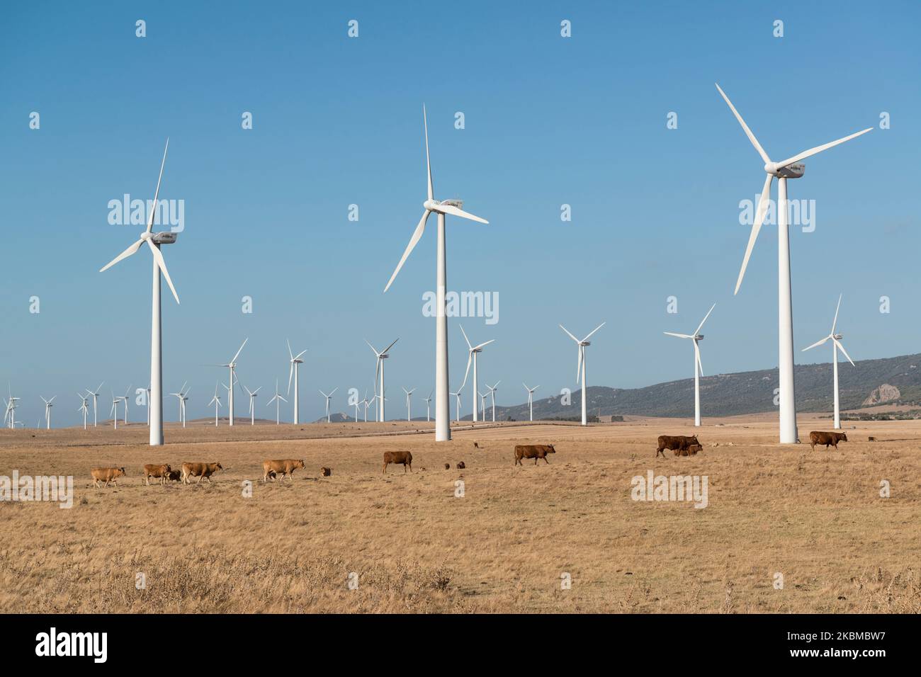Viehwanderungen zwischen den Hunderten von Windmühlen des Parque Eolico Aviadores in der Nähe von Tahivilla, Andalusien, Spanien. Stockfoto