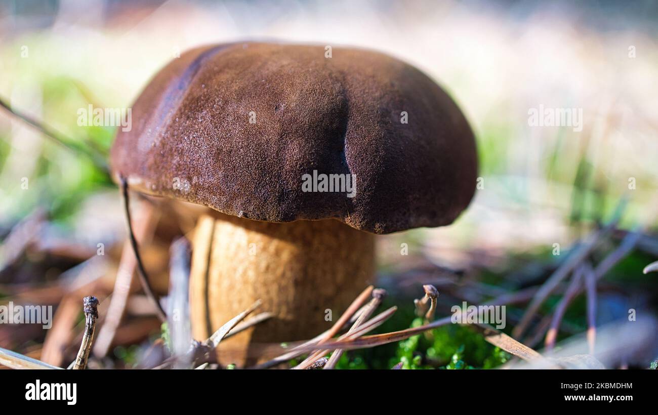 Kastanienbraune Kappe. Pilz auf dem Waldboden mit Moos und Kiefernnadeln. Essbare Pilze im Wald gesammelt. Foto aus der Natur Stockfoto