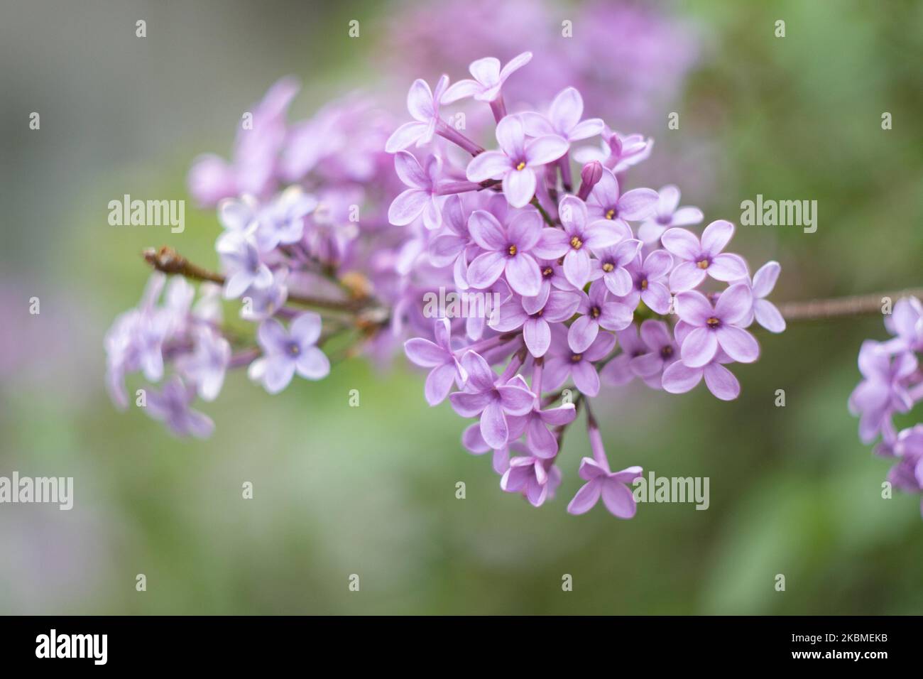 Gemeine Flieder, die wissenschaftlich als Syringa vulgaris bekannt ist, blüht im Busch, eine Pflanze, die für ihren Duft berühmt ist, wie sie am 15. April 2020 im Frühling in Thessaloniki, Griechenland, zu sehen war. Flieder ist eine Art der blühenden Pflanze aus der Familie der Oleaceae, die in Griechenland und der Balkanhalbinsel beheimatet ist und rosa, violette und violette Blütenblätter hat. In Griechenland ist der gebräuchliche Name Pashalia, der als Osterblume übersetzt wird. (Foto von Nicolas Economou/NurPhoto) Stockfoto