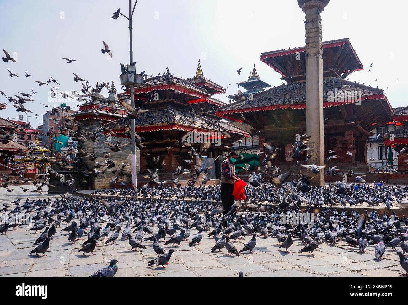 Am 16. April 2020 wird auf dem Hauptplatz in Kathmandu, Nepal, eine Taubenschar abgebildet. Tausende von Tauben, die im Stadtzentrum leben, kämpfen unter der Sperre des Coronavirus darum, genügend Nahrung zu finden. Leere Straßen und der Mangel an Touristen, die Reste fallen ließen, gefährden die Tauben den Hunger. (Foto von Sunil Pradhan/NurPhoto) Stockfoto