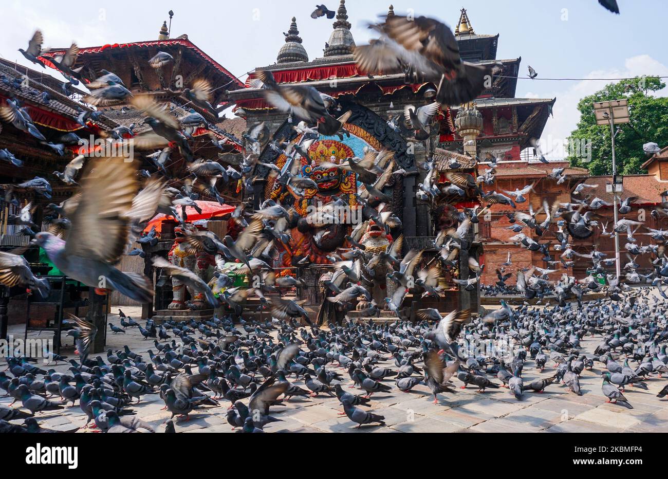 Am 16. April 2020 wird auf dem Hauptplatz in Kathmandu, Nepal, eine Taubenschar abgebildet. Tausende von Tauben, die im Stadtzentrum leben, kämpfen unter der Sperre des Coronavirus darum, genügend Nahrung zu finden. Leere Straßen und der Mangel an Touristen, die Reste fallen ließen, gefährden die Tauben den Hunger. (Foto von Sunil Pradhan/NurPhoto) Stockfoto
