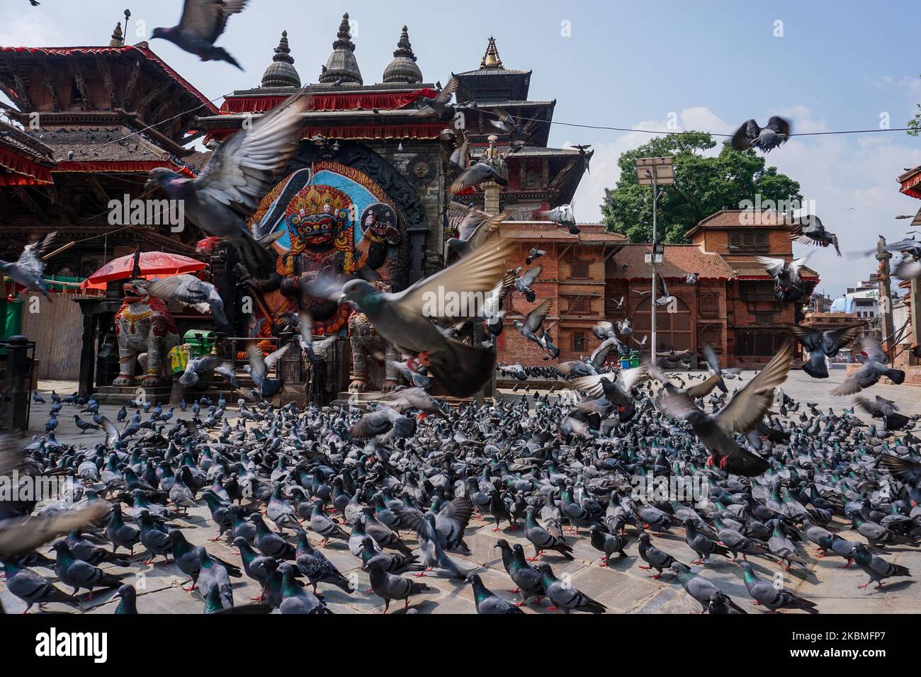 Am 16. April 2020 wird auf dem Hauptplatz in Kathmandu, Nepal, eine Taubenschar abgebildet. Tausende von Tauben, die im Stadtzentrum leben, kämpfen unter der Sperre des Coronavirus darum, genügend Nahrung zu finden. Leere Straßen und der Mangel an Touristen, die Reste fallen ließen, gefährden die Tauben den Hunger. (Foto von Sunil Pradhan/NurPhoto) Stockfoto