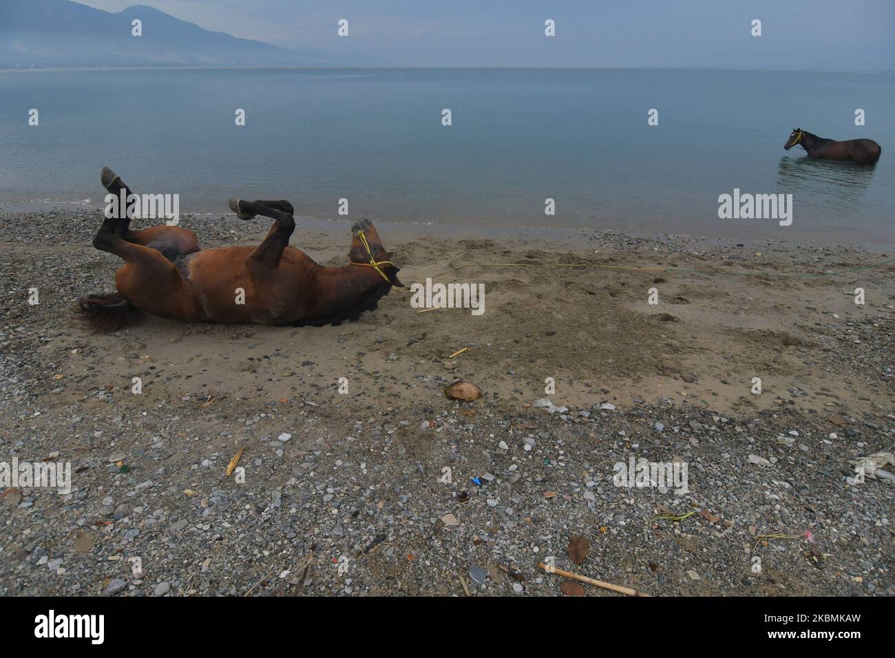 Rennpferde werden am 19. April in Talise Beach, Palu, Provinz Central Sulawesi, Indonesien, ausgebildet und betreut. 2020.. Die Übung und Pflege wurde durchgeführt, um die Fitness des Pferdes nach einer langen Ruhephase aufrechtzuerhalten, da aufgrund der Ausbreitung der Corona-Virus-Pandemie (COVID-19) in Indonesien mehrere Rassen eingestellt wurden. (Foto von Mohamad Hamzah/NurPhoto) Stockfoto