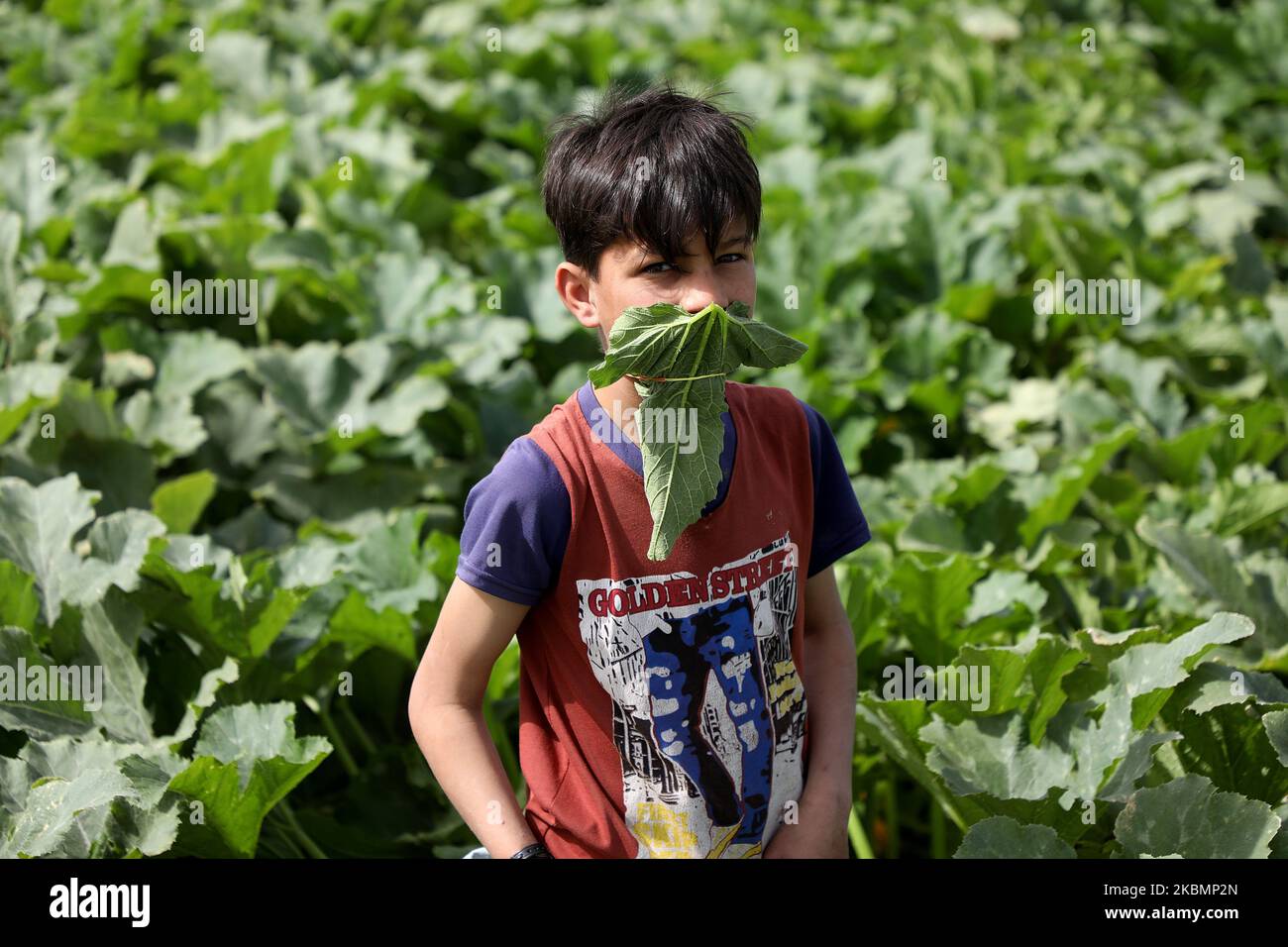 Ein palästinensischer Junge posiert mit einer provisorischen Maske aus Papierzucchini, während er Zucchini auf einer Farm als Vorsichtsmaßnahme gegen die Ausbreitung des Covid-19-Coronavirus in Beit Lahiya, im Norden des Gazastreifens, am 22. April 2020, auswählt. (Foto von Majdi Fathi/NurPhoto) Stockfoto