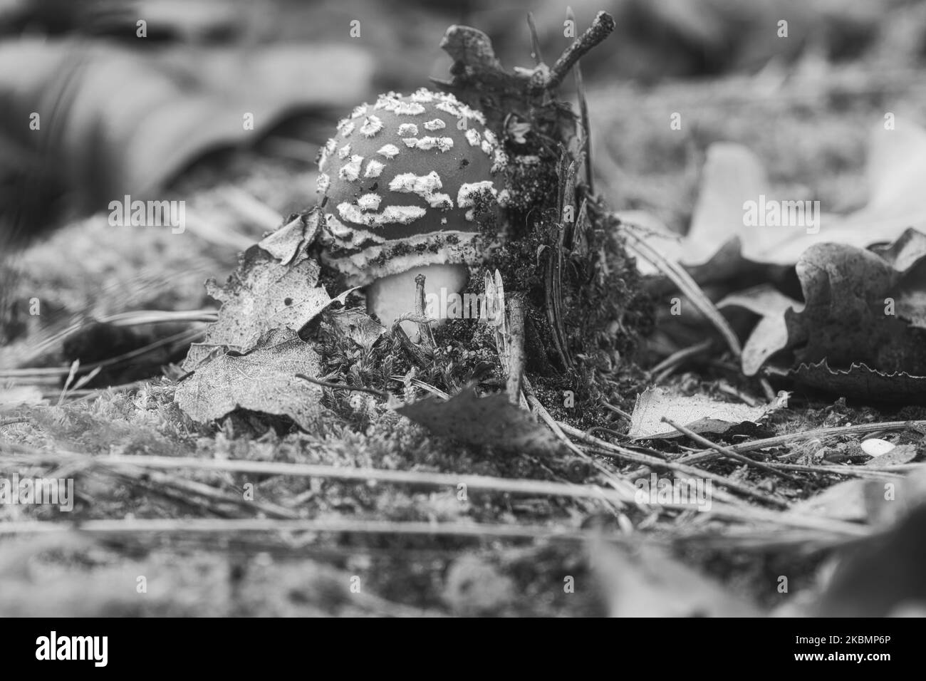 Der in Schwarz und Weiß gehaltene Zehenstool liegt auf dem Boden eines Nadelwaldes im Wald. Giftiger Pilz. Roter Hut mit weißen Flecken. Nahaufnahme von nat Stockfoto