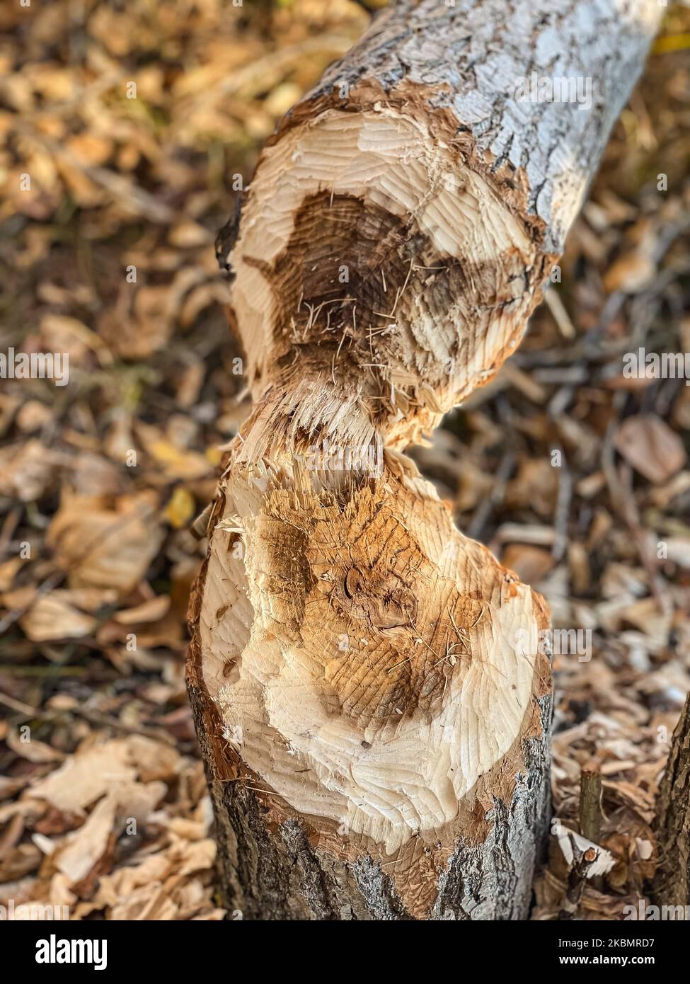 Der Baumstamm wird mit einer Axt abgeschlagen. Stockfoto