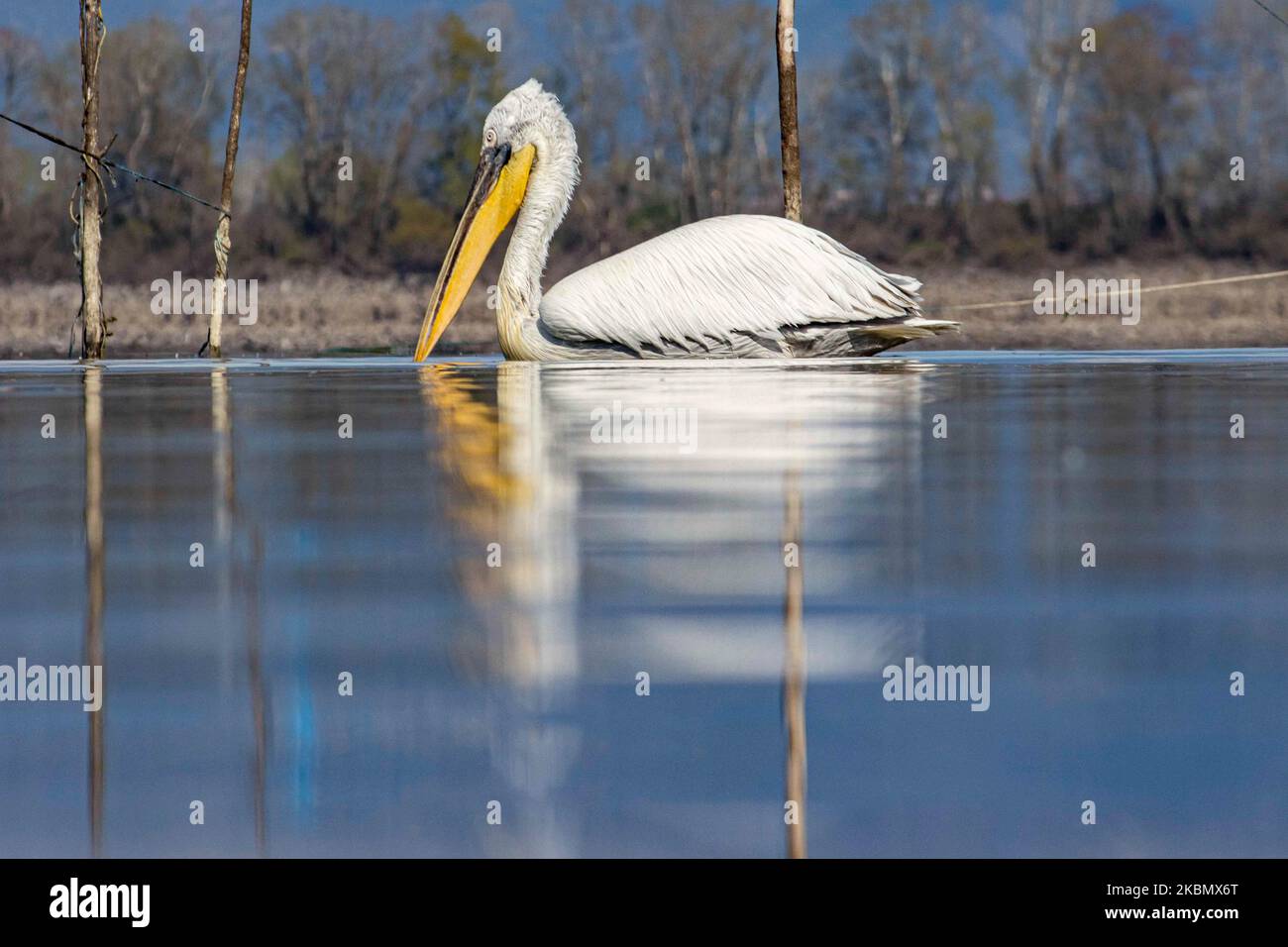 Pelikanvögel, wie sie im Wasser im Kerkini-See in der Region Serres, Mazedonien, Griechenland, schweben. Der Weiße Pelikan ist der Dalmatinische Pelikan, Pelecanus Crispus aus der Familie der Pelecanidae, bekannt für den langen Schnabel, den großen Kehlbeutel. Der Kerkini-See ist ein künstliches Wasserreservoir, das 1932 geschaffen wurde, ein sehr wichtiger Standort für Vögel auf der ganzen Welt für die Zugroute, einer der Pemier-Vogelbeobachtungsstandorte in Griechenland und Teil des Ramsar-Feuchtgebietes, der Konvention über Feuchtgebiete von internationaler Bedeutung, insbesondere als Wasservogelgewässerschutzabkommen. April 2020 (Foto von Nicolas Economou/NurPhoto) Stockfoto