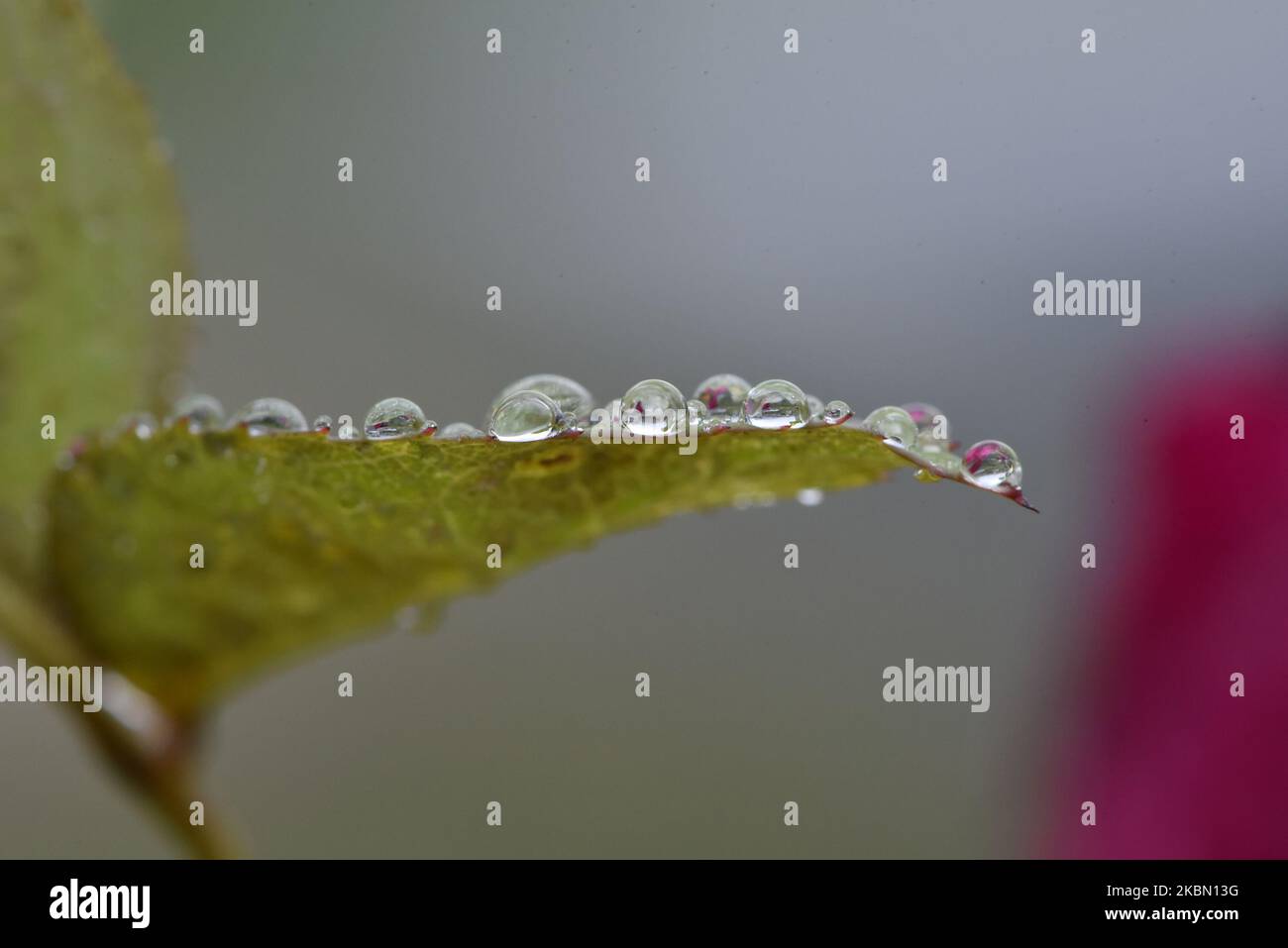 Wassertropfen auf Blatt der roten Rosenblume in Kirtipur; Kathmandu, Nepal am Montag, 27. April 2020. (Foto von Narayan Maharjan/NurPhoto) Stockfoto