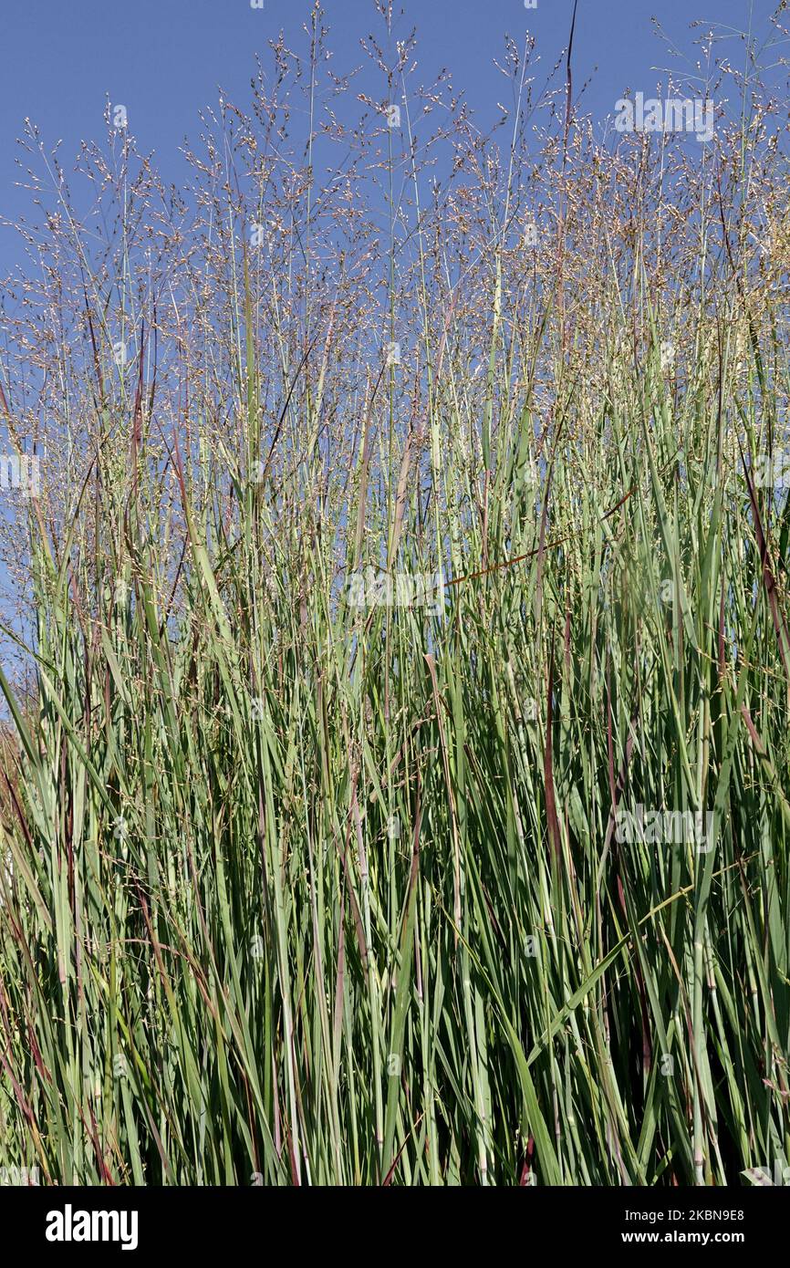 Switch Grass, Panicum virgatum Heiliger Hain, Gräser, Grenze, schön, attraktiv, Switchgrass, Pflanze, Panikums Stockfoto