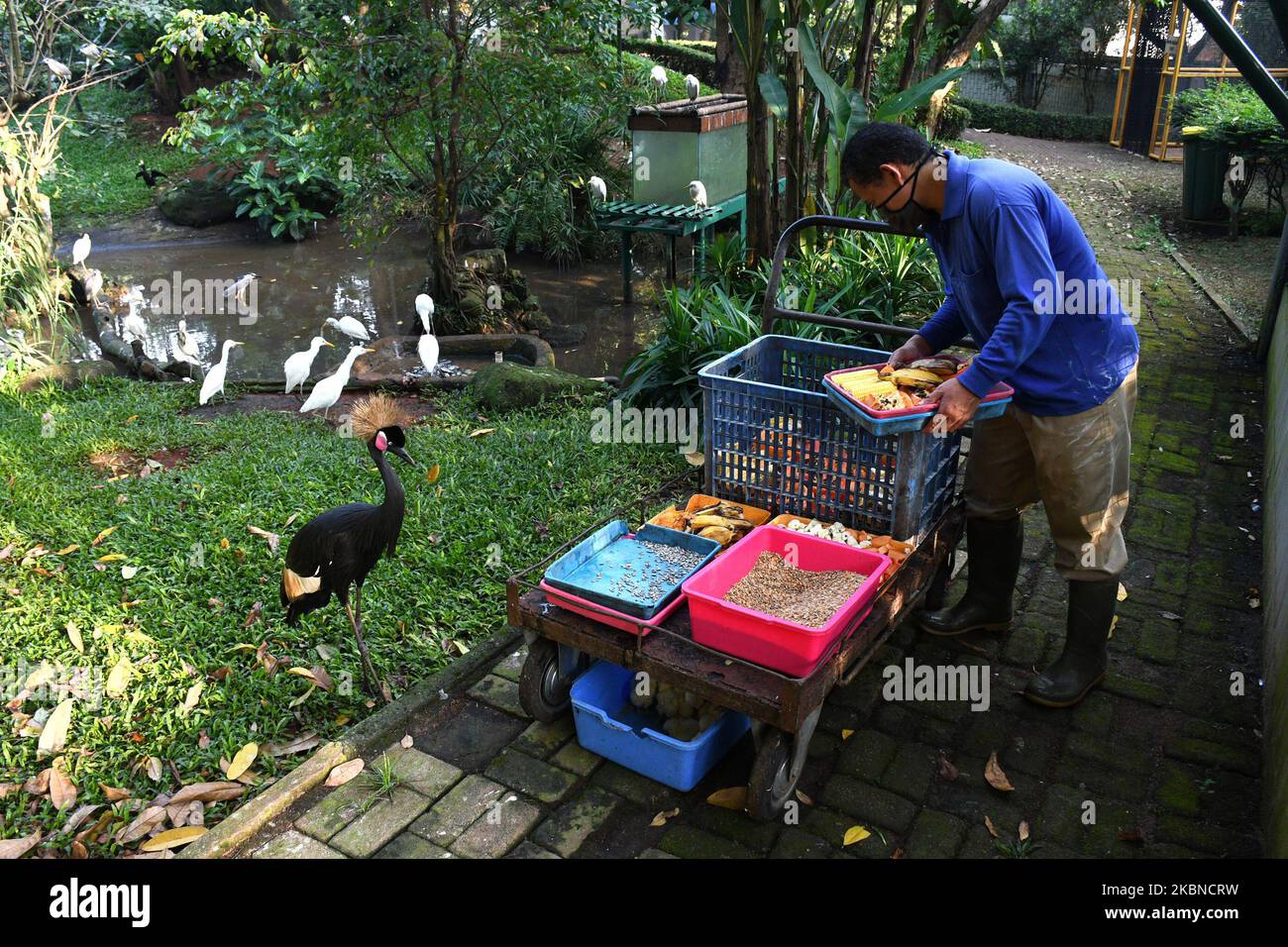 Im Mai 6,2020 stellt der Tierpfleger jeden Vogelkäfig im Tierpark in Taman Mini Indonesia Indah, Jakarta, mit Futter zur Verfügung. Seit dem Auftreten der Corona-Virus-Pandemie Es gibt einen Mangel an Nahrung aufgrund der Abwesenheit von Besuchern aufgrund der großen sozialen Einschränkungen (PSBB), die auftreten, ist, dass die Tierverwaltung öffnet Spenden für die Gemeinschaft Tierfutter zu spenden, so dass die Tiere gefüttert und gesund garantiert werden können. (Foto von Dasril Roszandi/NurPhoto) Stockfoto