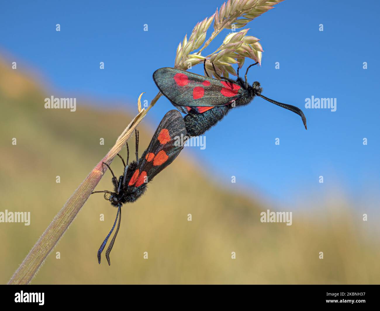 5 Spot Burnett Moth, Zygaena trifolii, neu auftauchendes adultes Weibchen, gekoppelt mit Männchen auf Grasstamm. Norfolk. Juni. Stockfoto