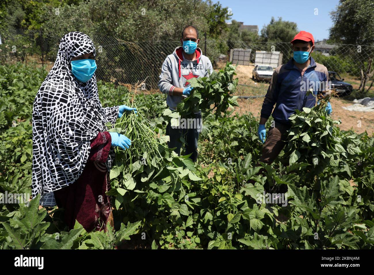 Eine palästinensische Bäuerin trägt eine schützende Gesichtsmaske und arbeitet am 10. Mai 2020 während der neuartigen Corona-Virus-Epidemie auf einem Bauernhof in Beit Lahya im nördlichen Gazastreifen. (Foto von Majdi Fathi/NurPhoto) Stockfoto