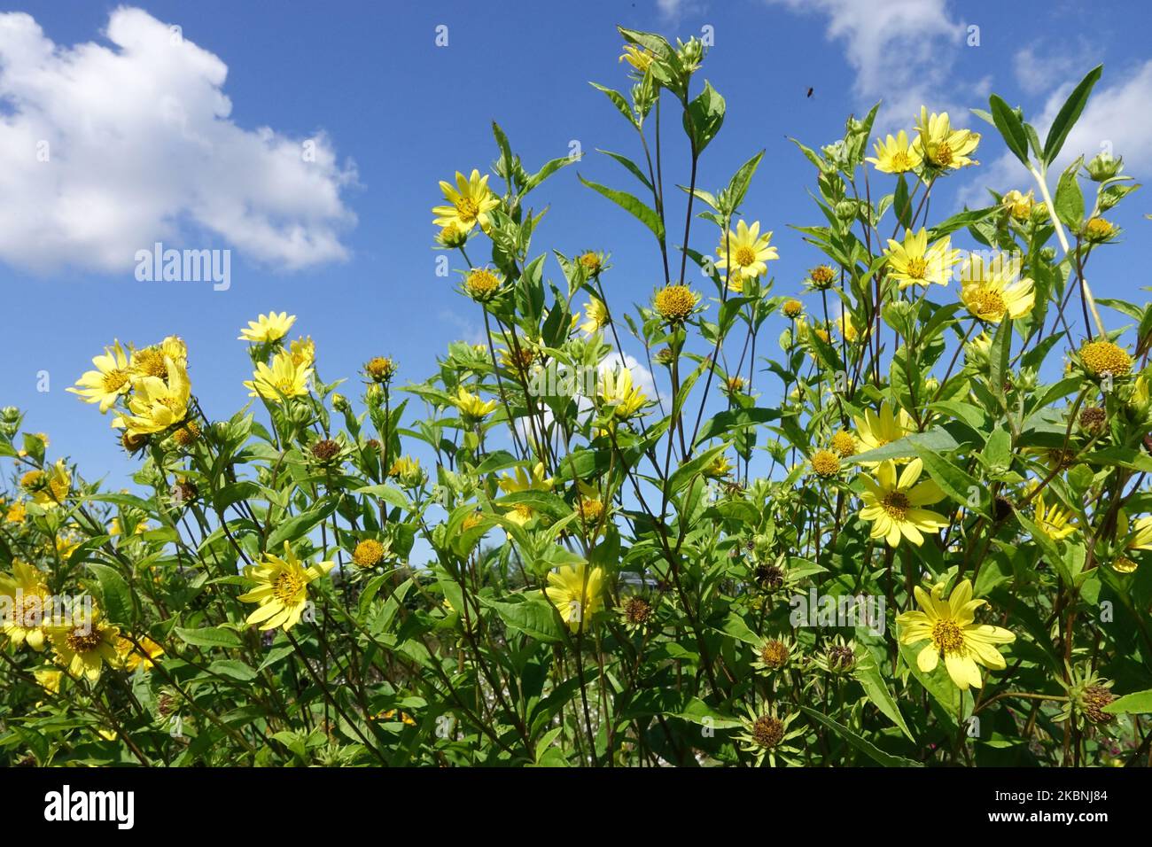 Sonnenblume Helianthus microcephalus 'Lemon Queen' Helianthus Lemon Queen Stockfoto Sonnenblume Helianthus microcephalus 'Lemon Queen' Helianthus Lemon Queen Stockfoto