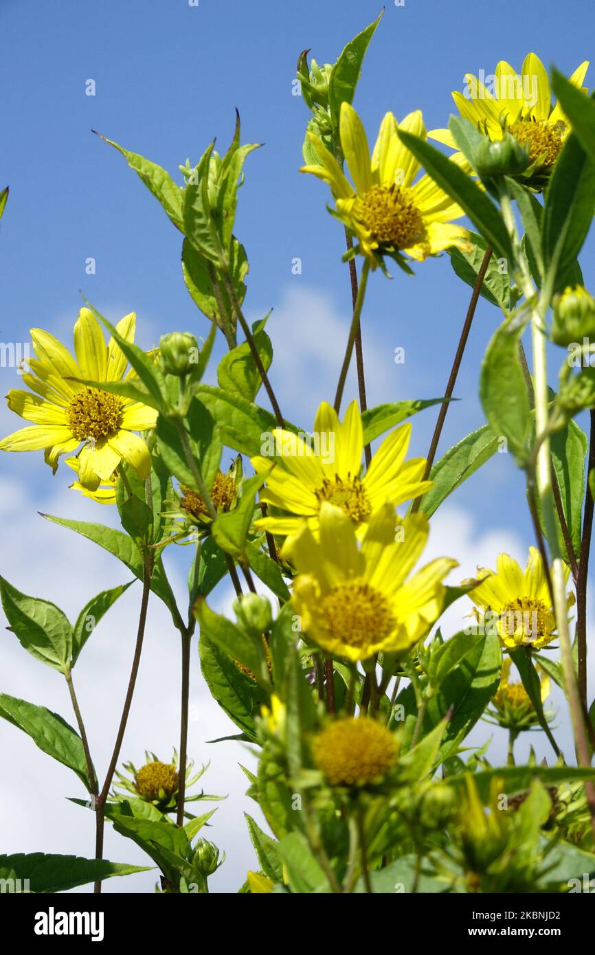 Himmelshintergrund, dünnblättrige Sonnenblume, kleinköpfige Sonnenblume, Helianthus 'Lemon Queen', Blumenköpfe, Blasse Sonnenblume, Wächst, Hardy, Pflanzen, Blüte Stockfoto Himmelshintergrund, dünnblättrige Sonnenblume, kleinköpfige Sonnenblume, Helianthus 'Lemon Queen', Blumenköpfe, Blasse Sonnenblume, Wächst, Hardy, Pflanzen, Blüte Stockfoto