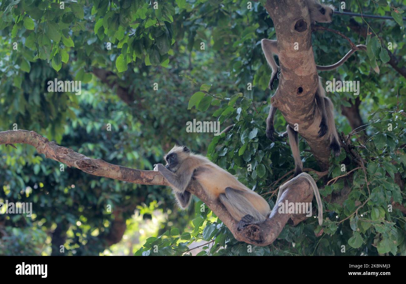 Wilde Affen werden gesehen, wie sie auf den Höhlenhügeln von Khandagiri gesehen werden und warten darauf, Nahrung von den Tierliebhabern zu erhalten, zwischen der landesweiten Sperrzeit am Stadtrand von Bhubaneswar, der Hauptstadt des ostindischen Staates Odisha, am 12. Mai 2020. (Foto von STR/NurPhoto) Stockfoto