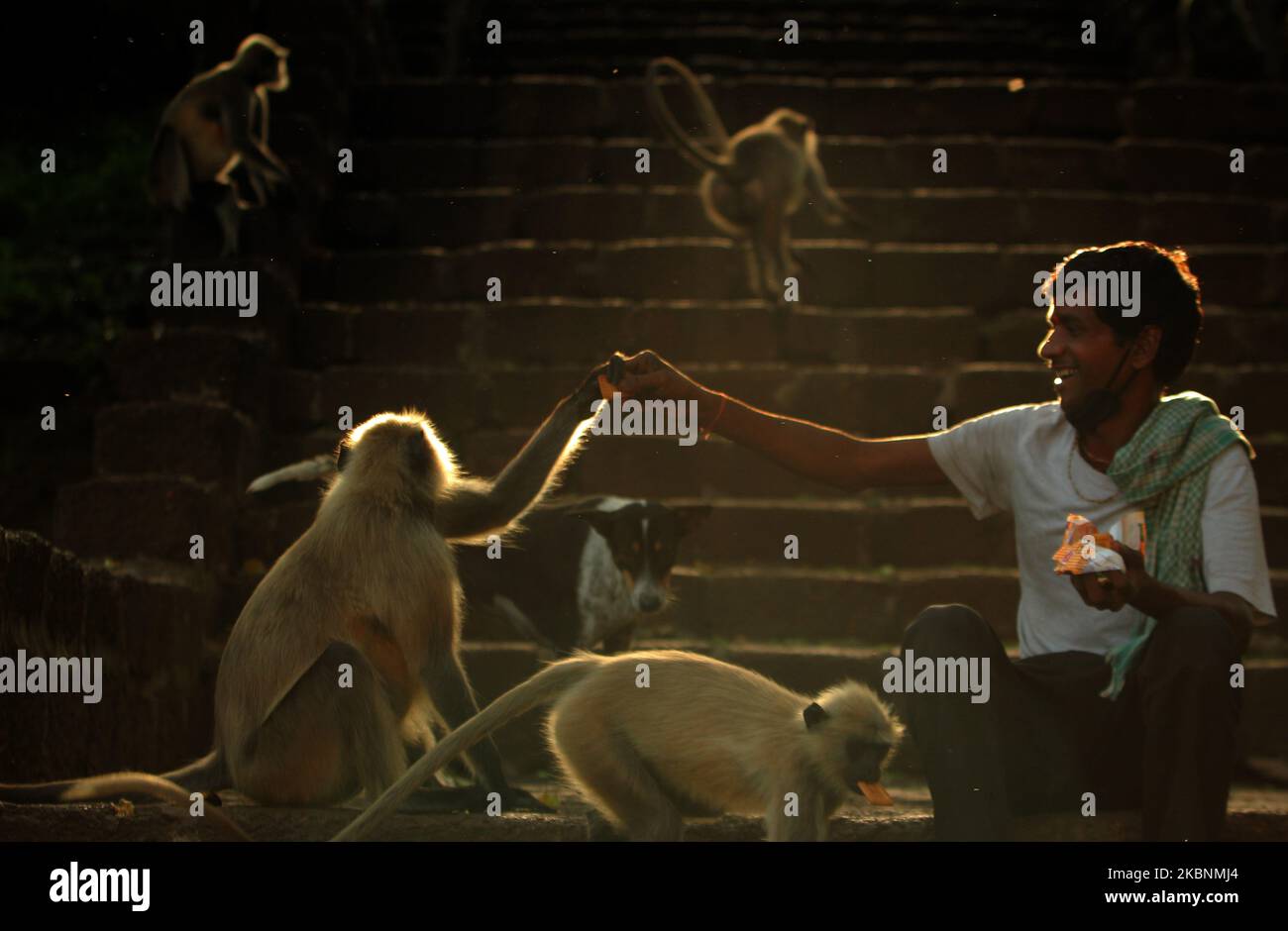 Wilde Affen werden gesehen, wie sie auf den Höhlenhügeln von Khandagiri gesehen werden und warten darauf, Nahrung von den Tierliebhabern zu erhalten, zwischen der landesweiten Sperrzeit am Stadtrand von Bhubaneswar, der Hauptstadt des ostindischen Staates Odisha, am 12. Mai 2020. (Foto von STR/NurPhoto) Stockfoto