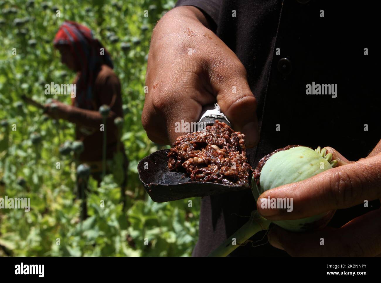 Afghanische Bauern haben am 13. Mai 2020 auf einem Mohnfeld in Dara-l-nur, Bezirk Nangarhar, Afghanistan, opiumsaft geerntet. (Foto von Wali Sabawoon/NurPhoto) Stockfoto