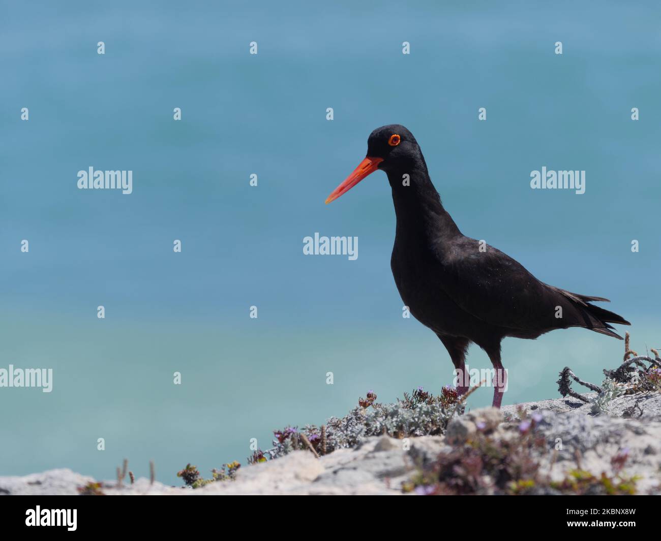 Afrikanischer Schwarzer Austernfänger (Haematopus moquini), der an der felsigen Küste, dem Westkap, Südafrika steht, mit markantem schwarzem Gefieder und lebhaftem Rotwein. Stockfoto