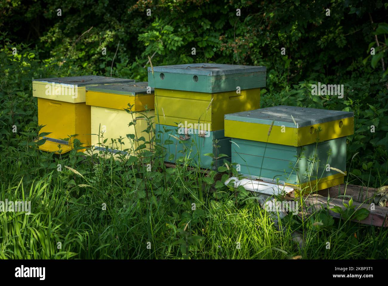 Bestäubung durch Honigbienen bei der Gemeinschaft unterstützte Landwirtschaft (CSA) am 21. Mai 2020 in Gent, Belgien. Der EU-Green-Deal fordert Maßnahmen zur Erhaltung, nachhaltigen Nutzung und Wiederherstellung, die durch die Schaffung nachhaltiger Arbeitsplätze und eines nachhaltigen Wachstums wirtschaftliche Vorteile für die lokalen Gemeinschaften bringen werden. Jährlich werden 20 Milliarden Euro an Mitteln für die biologische Vielfalt aus verschiedenen Quellen bereitgestellt, darunter EU-Mittel sowie nationale und private Ressourcen.die Vereinten Nationen haben den 22. Mai zum Internationalen Tag für die biologische Vielfalt (IDB) ausgerufen, um das Verständnis und das Bewusstsein für Biodiversitätsfragen zu stärken. (Foto von Jonat Stockfoto