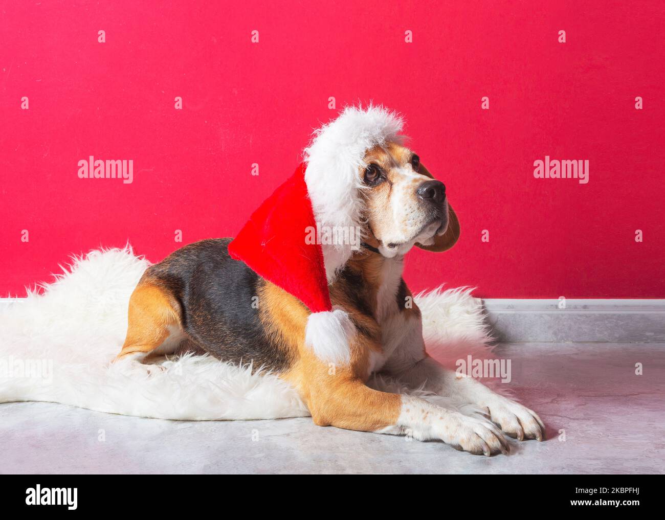 Niedlicher Beagle-Hund mit weihnachtsmann-Hut auf rotem Hintergrund Stockfoto