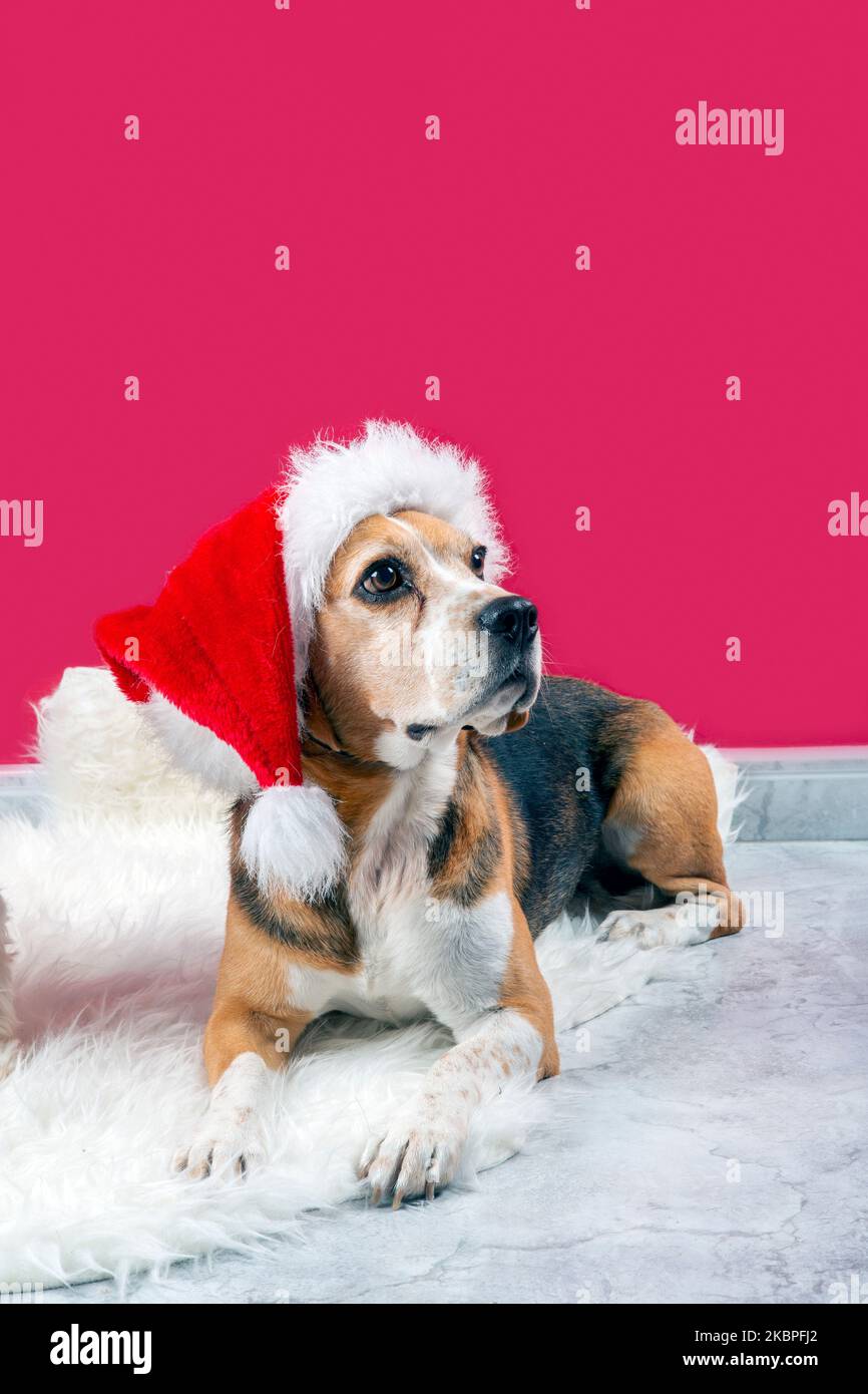 Lustige Beagle Hund mit weihnachtsmann Hut auf rotem Hintergrund Stockfoto