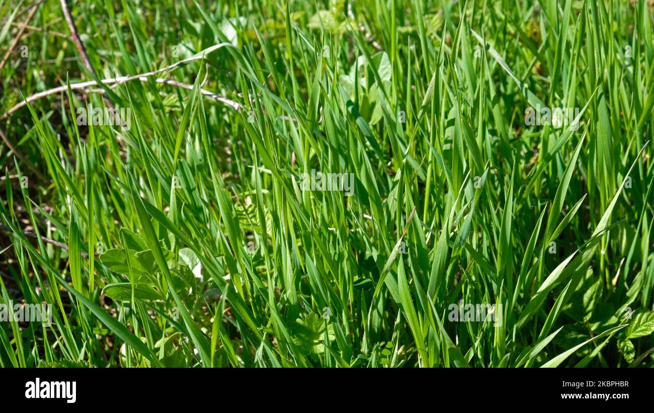 Frühling-Rasen Stockfoto