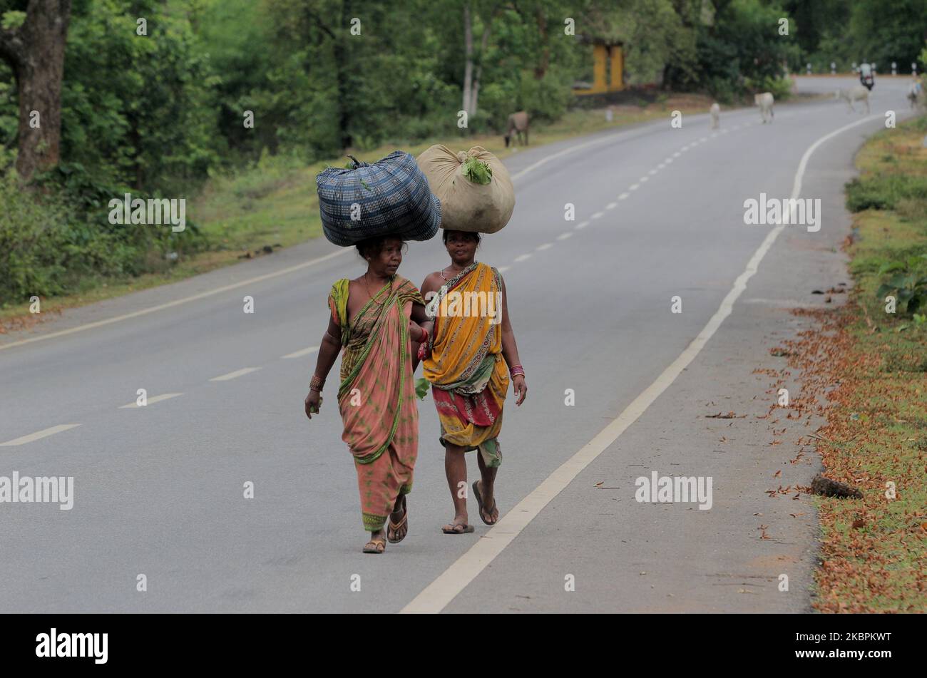Tribal Frauen sind auf der Straße gesehen, wie sie tragen Tendu Blätter auf dem Kopf und kehrt nach Hause zurück, nachdem sammelt es in der Nähe Wald in Nayagarh Bezirk, 10 km entfernt von der östlichen indischen Staat Odishaâ €™s Hauptstadt Bhubaneswar am 2. Juni 2020. Tendu Leafs ist fadenscheinig im Wald produzieren Produkte und lokale Zigaretten genannt als â € œBidiâ € aus ihm und es wird von der unten Armutsgrenze Menschen im Staat konsumiert. (Foto von STR/NurPhoto) Stockfoto