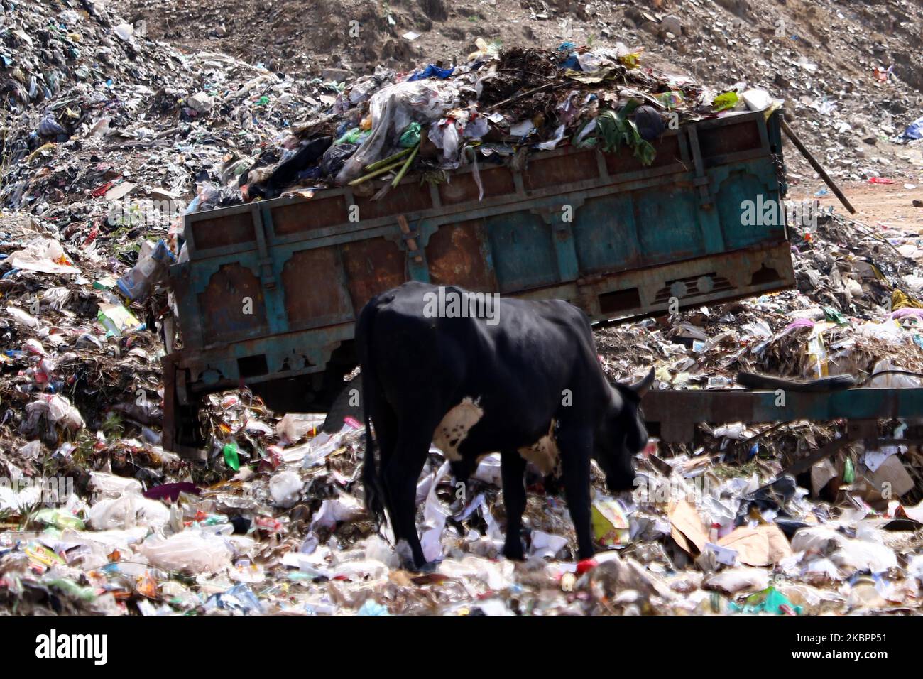 Kühe suchen am Vorabend des Weltumwelttages in Ajmer, Rajasthan, Indien, am 04. Juni 2020 in einer Mülldeponie auf der kommunalen Mülldeponie nach Lebensmitteln. (Foto von Himanshu Sharma/NurPhoto) Stockfoto