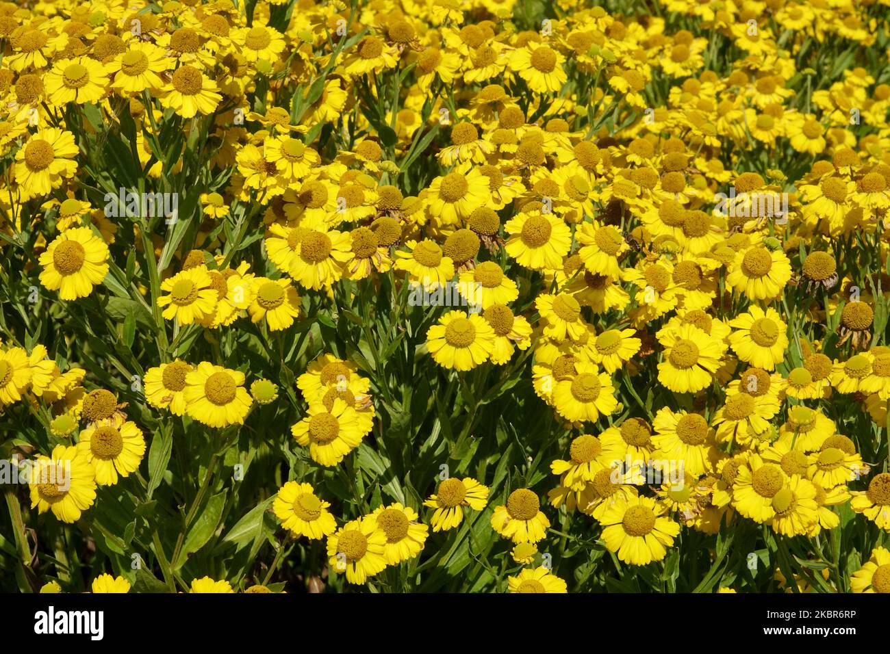 Gelb, Attraktiv, Blumen, Blühend, Garten, Blüte, Helenium 'Butterpat' Stockfoto