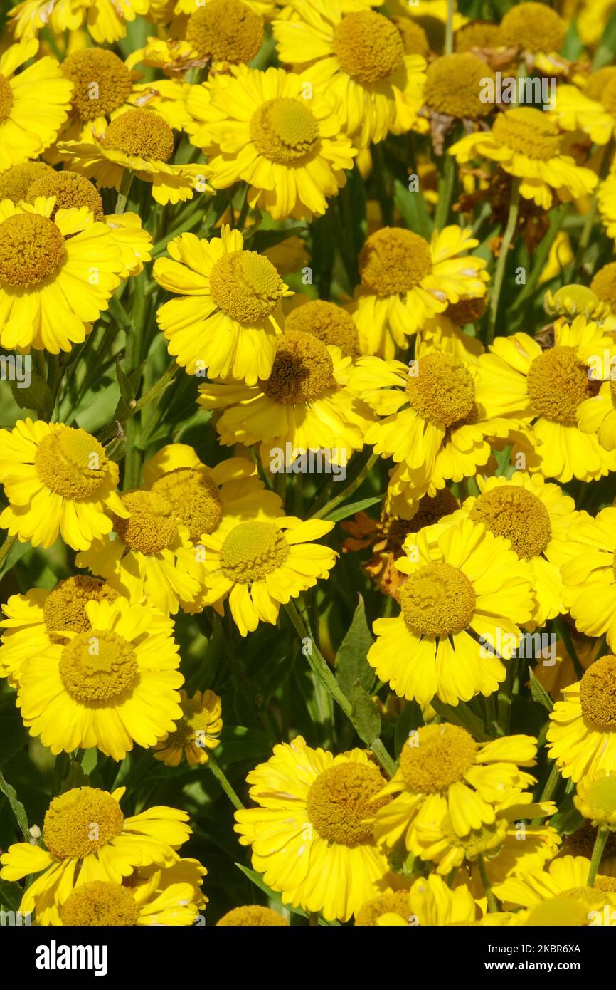 Helenium Butterpat, Gelbes Helenium, Helens Blume Stockfoto