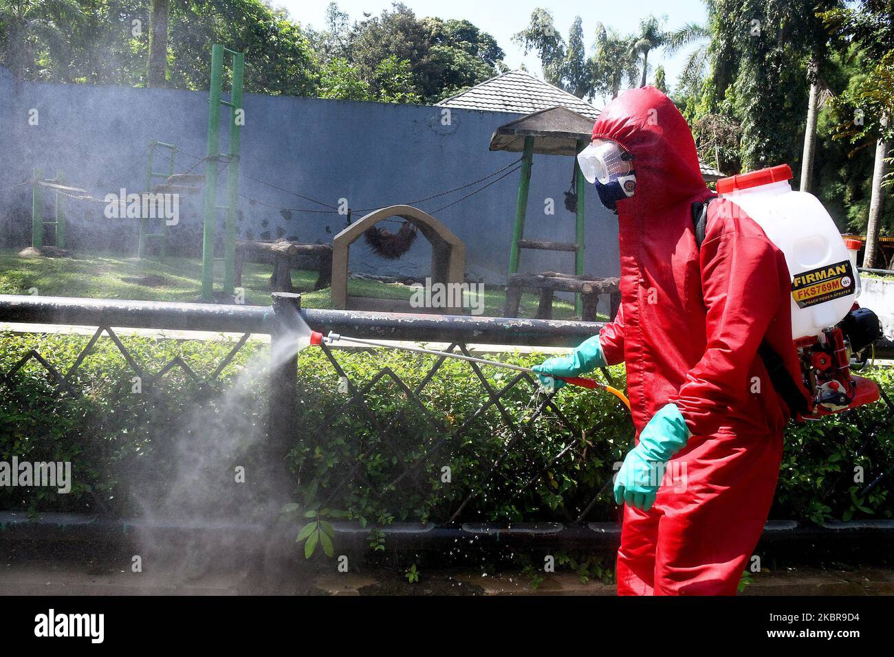 Am 17. Juni 2020 wird der Feuerwehr- und Rettungsdienst von Jakarta Desinfektionsmittel im Zoo von Ragunan sprühen. Der Feuerwehrdienst setzte 9 Einheiten von Feuerwehrautos, 13 tragbare Sprühgeräte und 89 Mitarbeiter ein, um die Ausbreitung des Covid-19-Virus vor der Tour im Juni 20, 2020 zu verhindern. (Foto von Dasril Roszandi/NurPhoto) Stockfoto