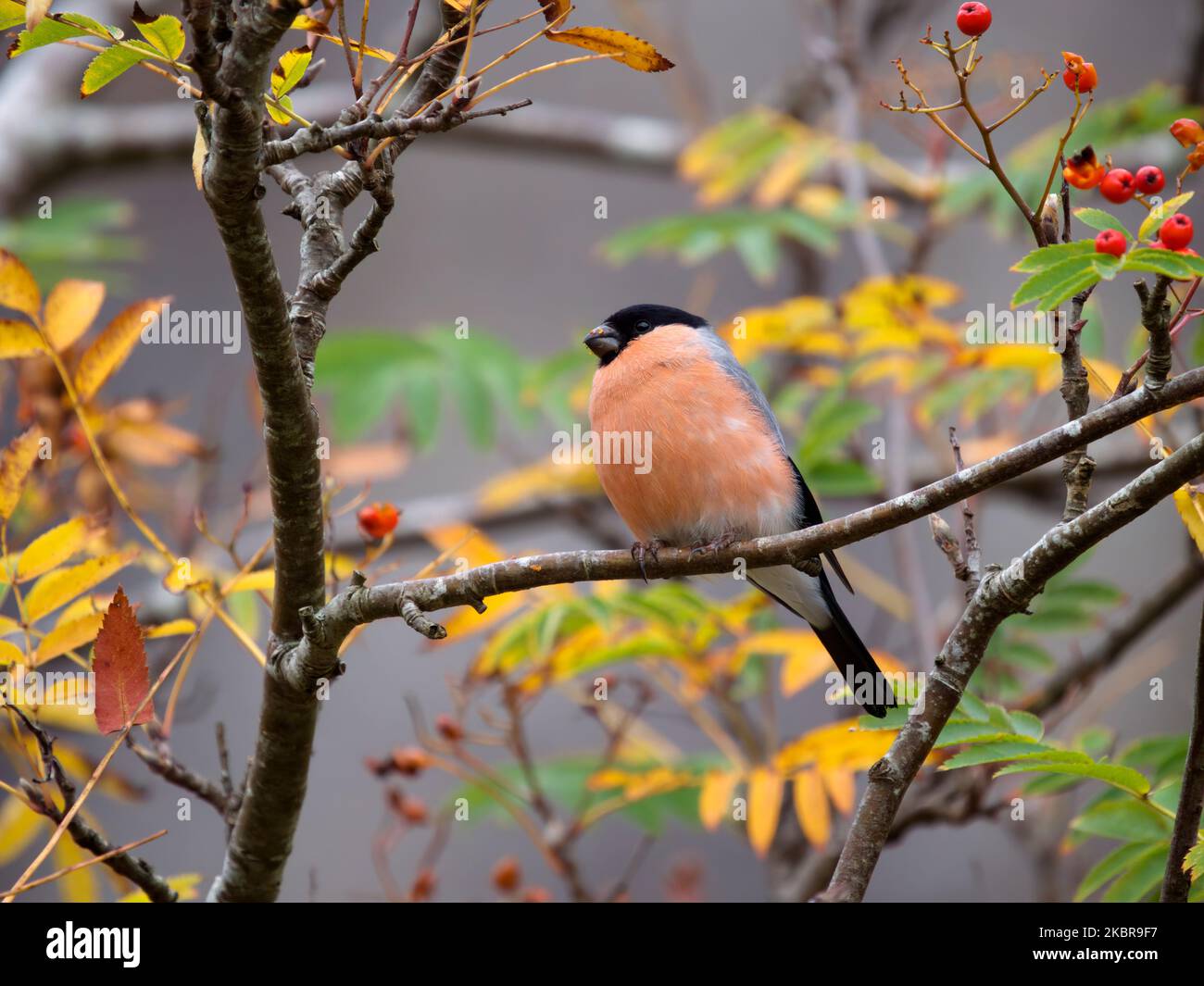 Bullfinch, Pyrrhula pyrrhula, Einzelvögel, die in Rowan Tree, Wales, im November 2022 füttert Stockfoto