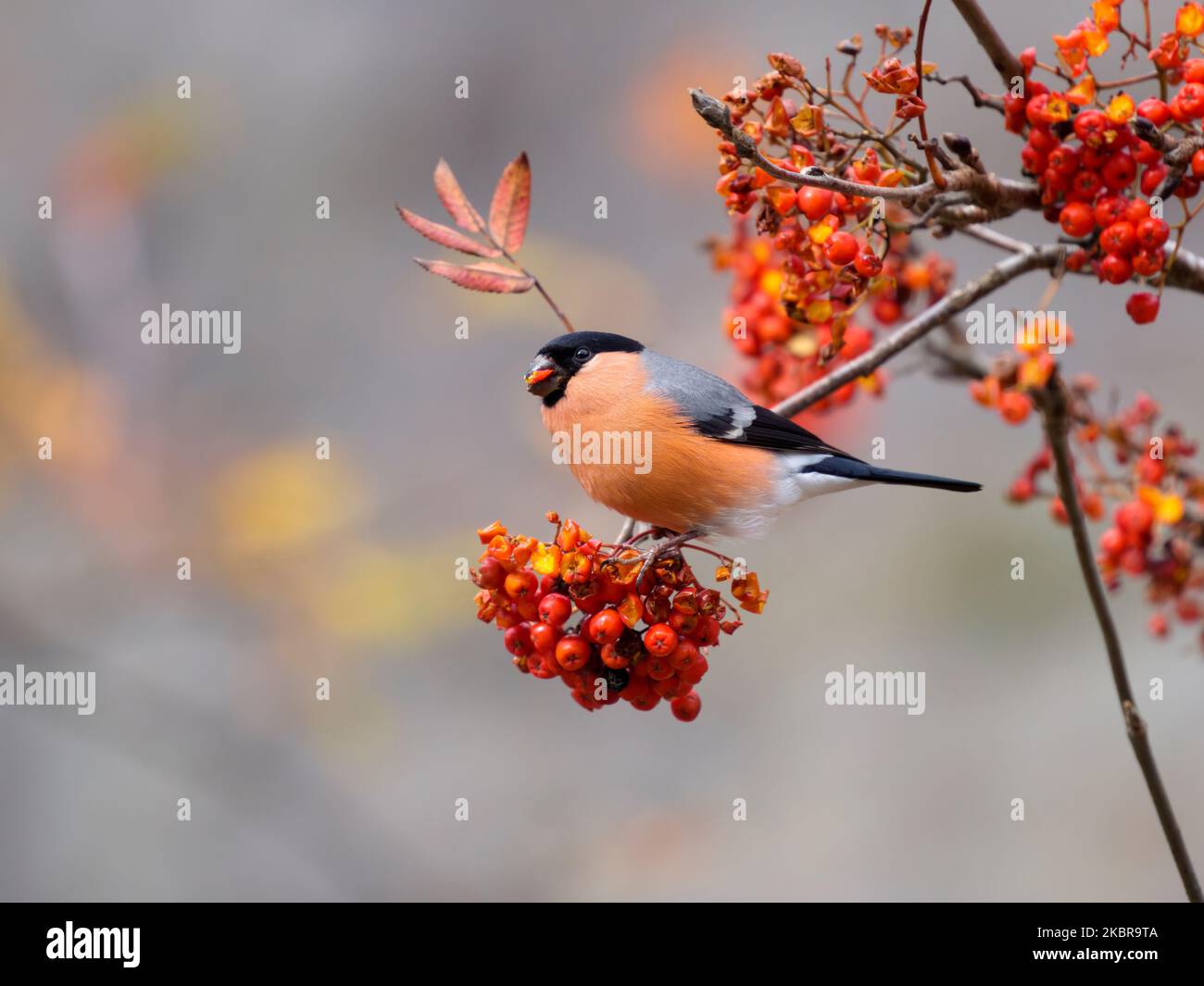 Bullfinch, Pyrrhula pyrrhula, Einzelvögel, die in Rowan Tree, Wales, im November 2022 füttert Stockfoto