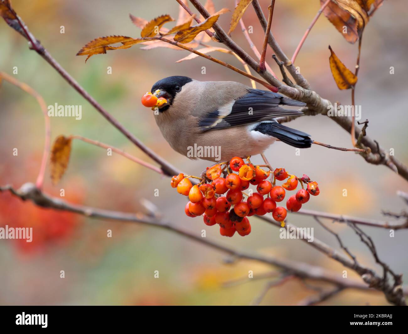 Bullfink, Pyrrhula pyrrhula, Einzelweibchen, das in Rowan Tree, Wales, November 2022 ernährt wird Stockfoto