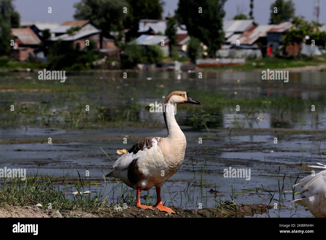 Am 27. Juni 2020 wird ein Schwan am Ufer des Jehlum in der Sopore-Stadt Baramulla, Jammu und Kaschmir gesehen (Foto: Nasir Kachroo/NurPhoto) Stockfoto