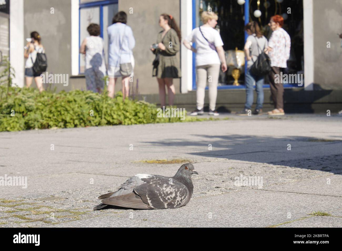 Auf dem Bürgersteig rast eine Taube vor einer Reihe von Menschen, die am 28. Juni 2020 in Warschau, Polen, zur Abstimmung warten. (Foto von Jaap Arriens/NurPhoto) Stockfoto