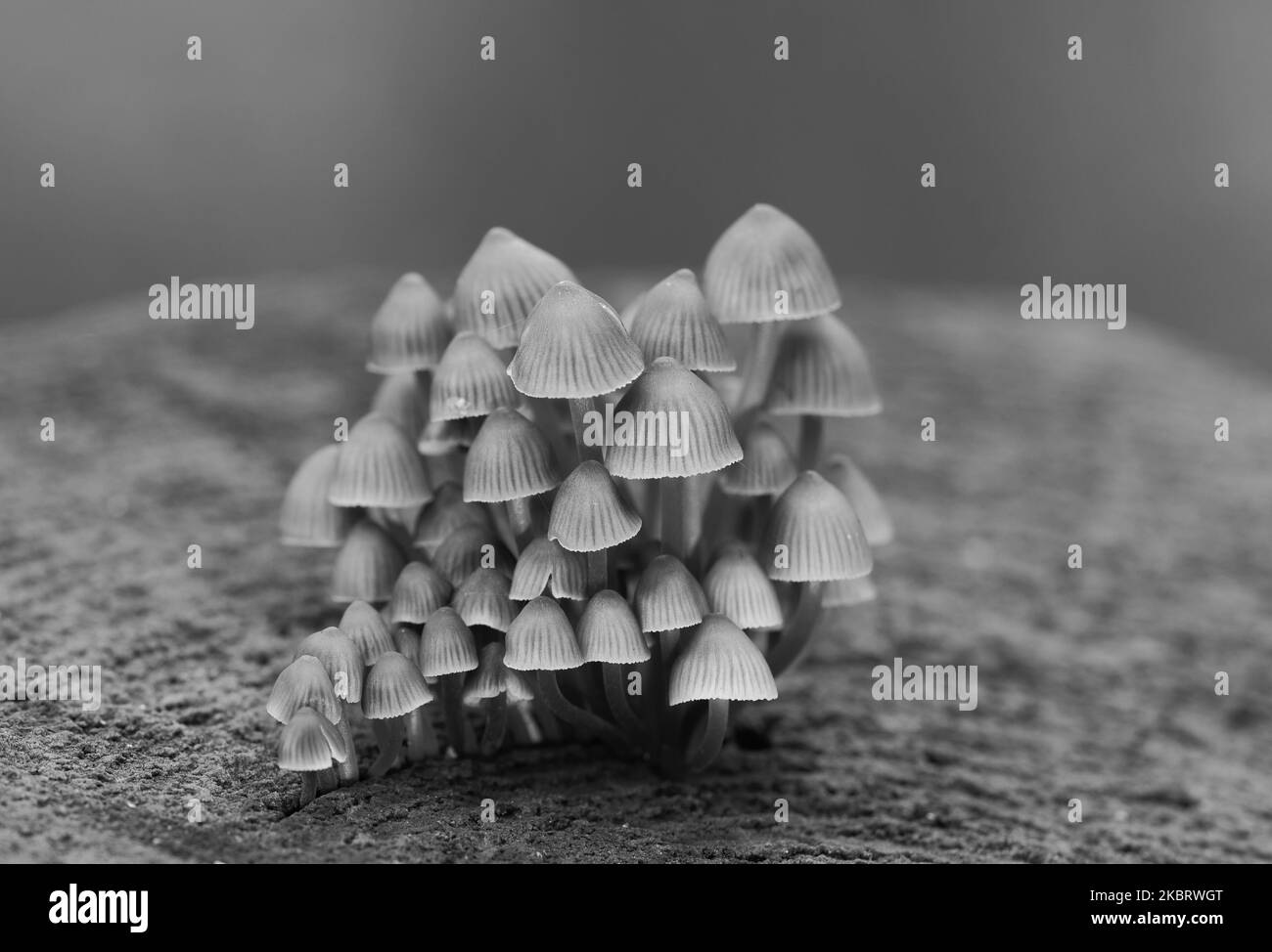 Viele Pilze auf einem Baumstamm in schwarz-weißer Farbe, grauer Hintergrund Stockfoto