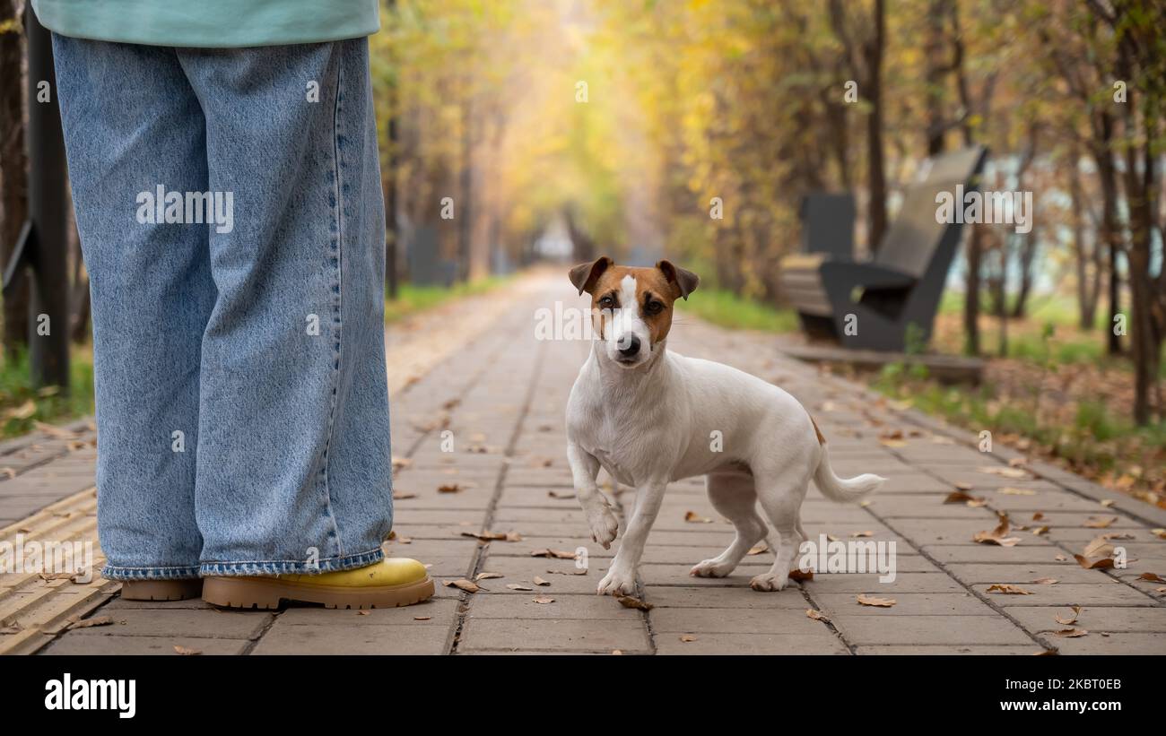 Hundejacker russell Terrier mit dem Besitzer auf einem Spaziergang im Herbstpark. Stockfoto