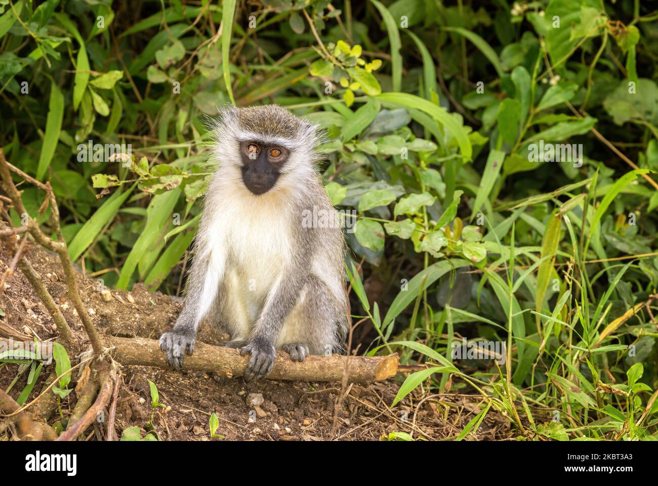 Vervet-Affe, Chlorocebus pygerythrus, ein kleiner schwarzer Primat, der in Ostafrika gefunden wurde. Ein geselliges Truppentier im Queen Elizabeth National Park, Ug Stockfoto