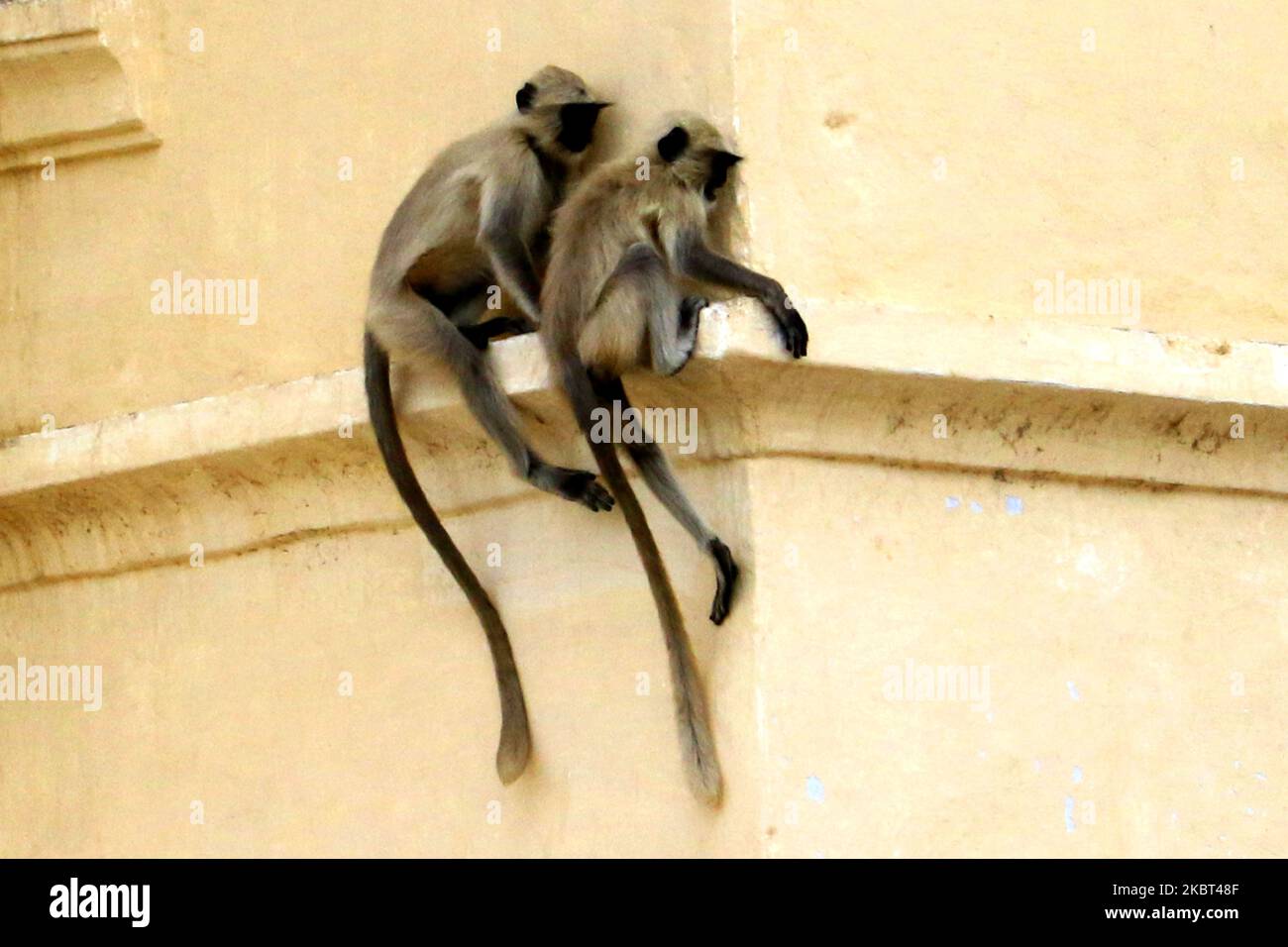 Langur-Affen in Pushkar, Rajasthan, Indien am 5. Juli 2020. (Foto von Himanshu Sharma/NurPhoto) Stockfoto