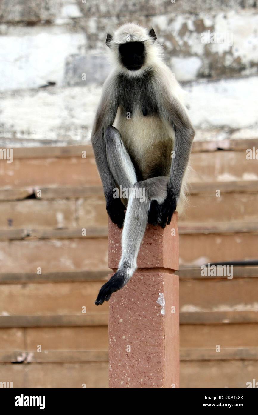 Langur-Affen in Pushkar, Rajasthan, Indien am 5. Juli 2020. (Foto von Himanshu Sharma/NurPhoto) Stockfoto