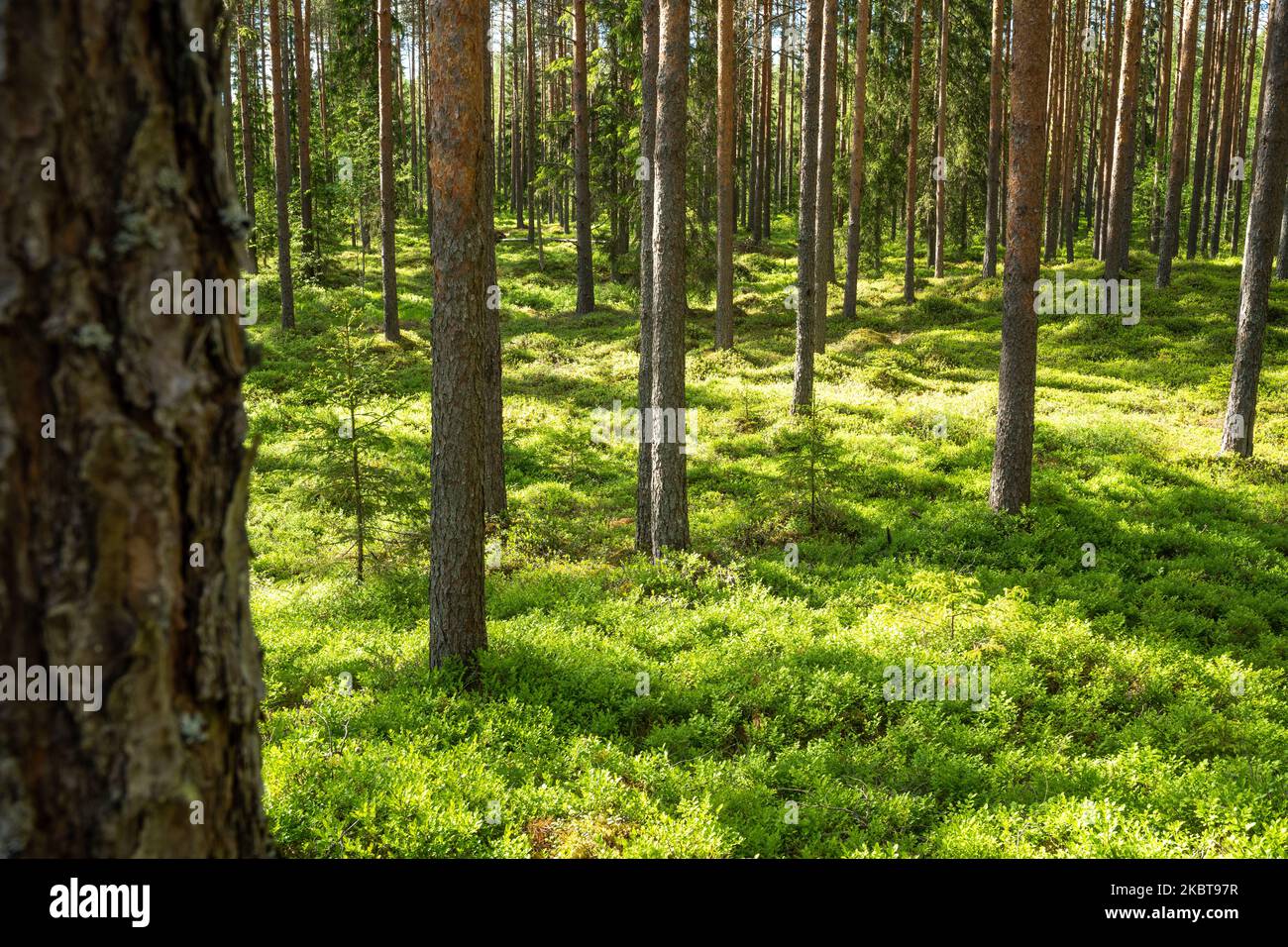 Üppiger und sommerlicher Pinienhain im ländlichen Estland Stockfoto
