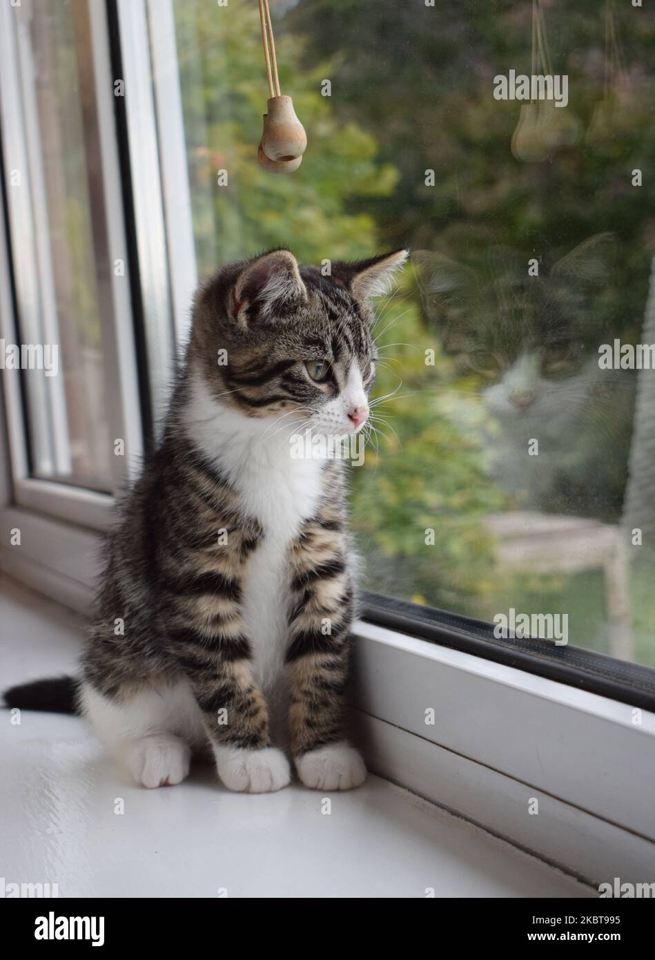 Ein 12 Wochen alter männlicher Mischstamm aus gebräuchlichem, braunem Hauskätzchen und weißem Kätzchen, das auf einer Fensterbank sitzt und seine Abstoßung im Fenster sichtbar ist Stockfoto