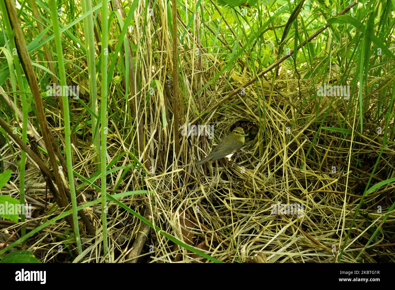 Chiffchaff zur Verfütterung von Küken in einem Nest während einer Brutzeit im estnischen Borealwald Stockfoto