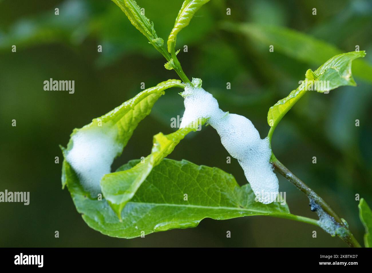Ein Schaumnest auf Weidenblättern, geschaffen von einem kleinen Insekt namens Meadow Froghopper, Philaenus spumarius Stockfoto