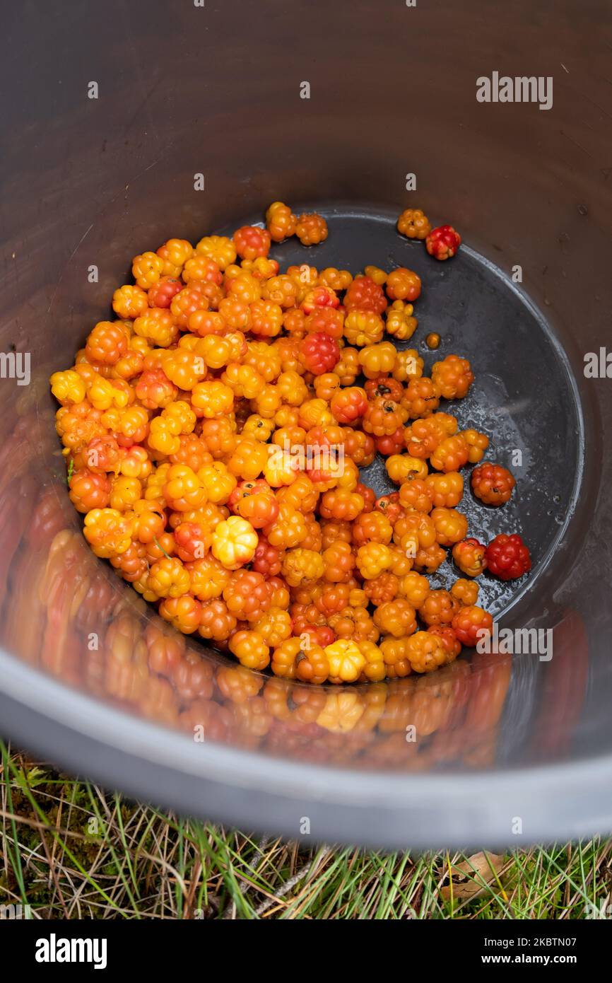 Frisch gepflückte, reife Cloudberries im Eimer während der Sommersaison in Nordeuropa Stockfoto